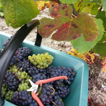 Secrets de fabrication du champagne par un producteur vigneron indépendant