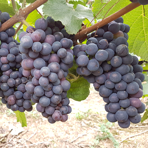 Pinot Meunier 15 aout 2017 champagne