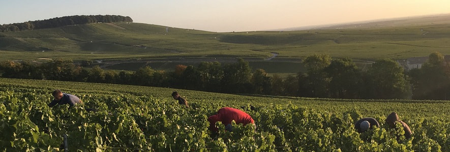 Artisan champagne from premier cru village of Vertus