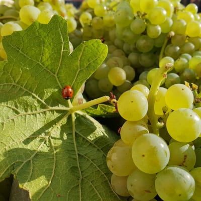 Chardonnay grapes to create the vintage champagne 2017