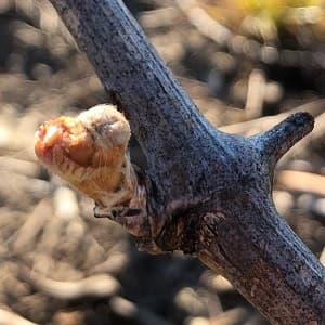 On aime les champagnes de producteur meme les bourgeons