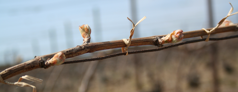 Une vigne de champagne li�e avec bourgeons