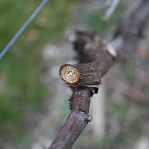 Taille en champagne au mois de novembre