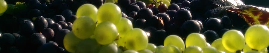 Cepages de champagne