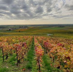 Les vignes de champagne prennent leurs belles couleurs en octobre et novembre