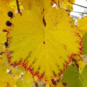 Feuille de chardonnay en novembre