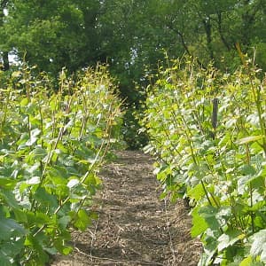 la taille en champagne
