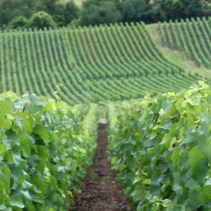 Vigne de champagne en juillet