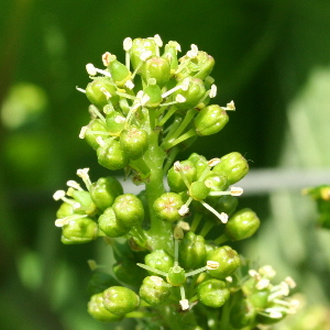 Raisin de champagne en fleur en juin