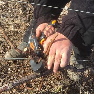le liage des pieds de vigne