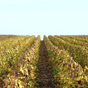 Les vignes dorees de champagne en novembre