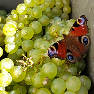 Papillon et chardonnay