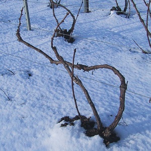 pied de vigne taillé
