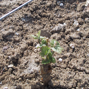 La plantation des vignes 
