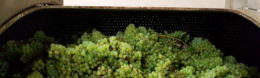 Raisins dans pressoir en champagne