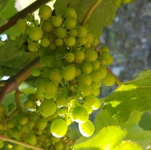 Les raisins de champagne au mois de juillet, nous débutons le rognage des vignes