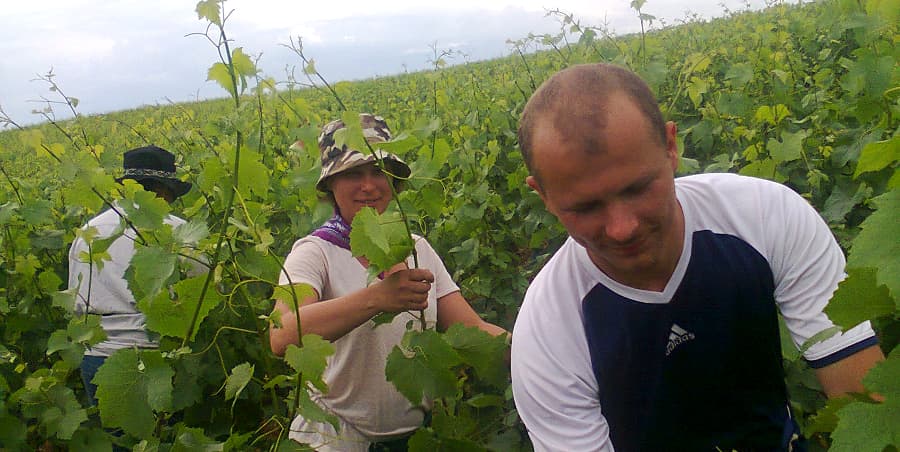 Relevage des vignes en Champagne