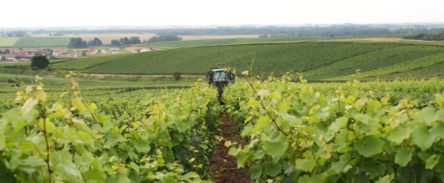 Enjambeur dans les vignes de Champagne en juillet pour le rognage