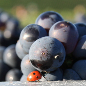 Raisin de Pinot meunier et coccinelle pendant les vendanges en septembre