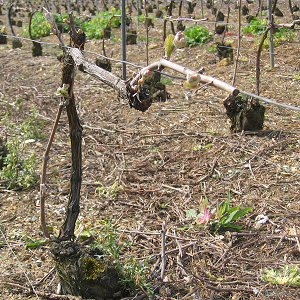 vigne en cordon liee en champagne