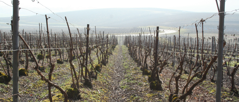 Les vignes de champagne pendant la taille - Vert Toulon