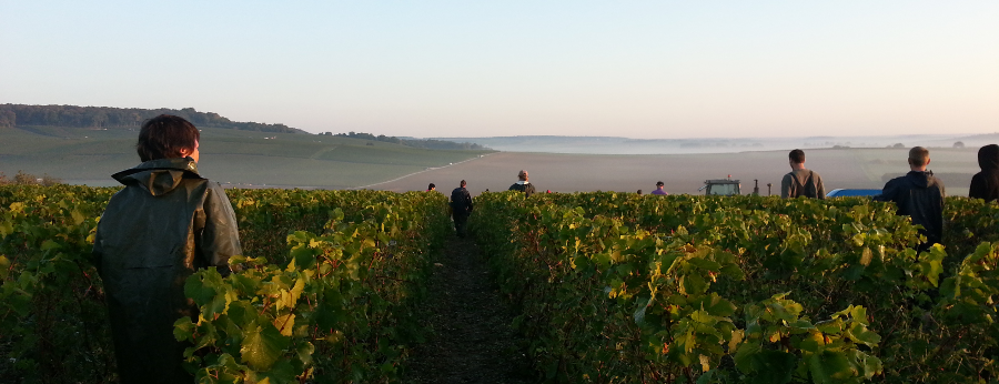 Vendangeurs dans les vignes