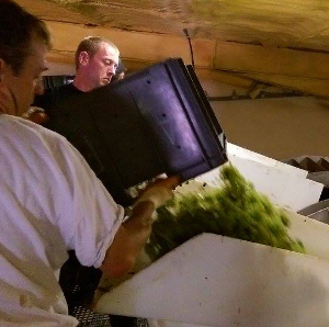 Pressureurs qui vident les caisses de raisin dans le pressoir