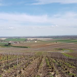 Vigne de champagne en avril après le liage 