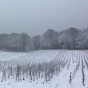 La neige dans les vignes de champagne broyage des sarments de taille en février