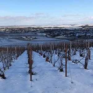 Neige sur notre vignoble premier cru de Vertus