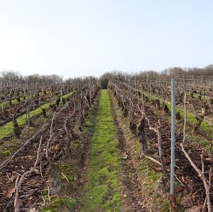 le liage des pieds de vigne et l enherbage des vignes
