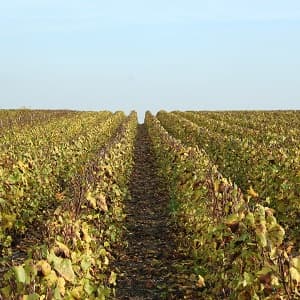 Les belles couleurs de la vigne en novembre avant la taille