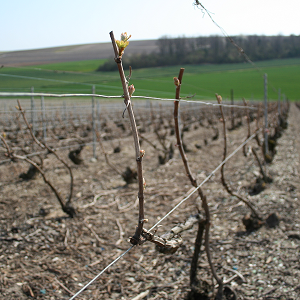 la taille chablis liee en Champagne